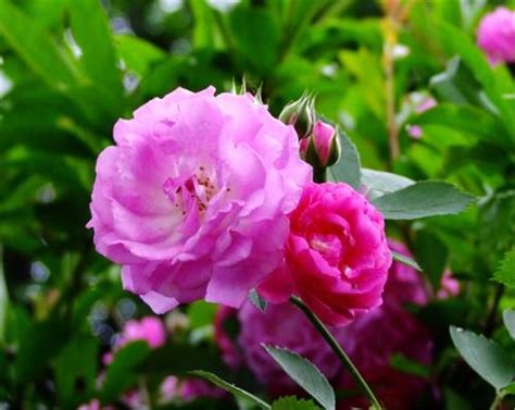 薔薇種植|薔薇花怎麼種植 栽種時間和方法